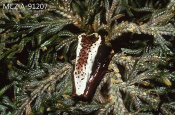 Media type: image;   Herpetology A-91207 Description: Photo of animal in life, taken in the field by Dr. Kenneth Ichiro Miyata. A slide of the photo was scanned in 2012 by Melissa Wooley.;  Aspect: dorsal